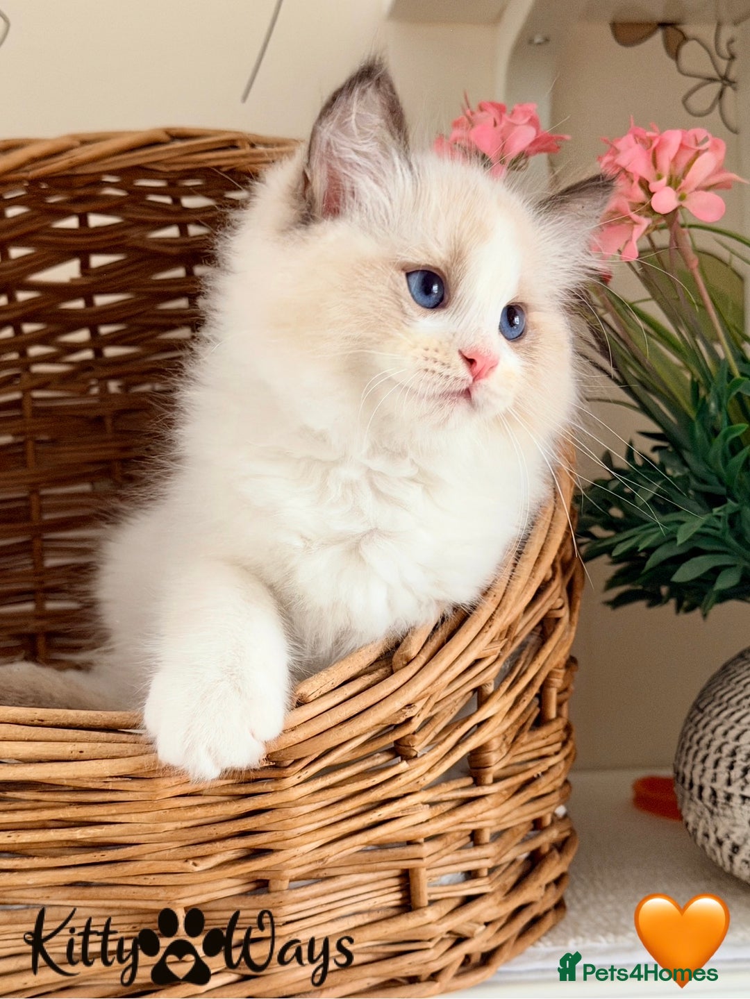 Ragdoll cats for sale: 🐾🩷*TICA REG* LYNX TABBY EU RAGDOLL KITTENS🩵🐾 - Image 9