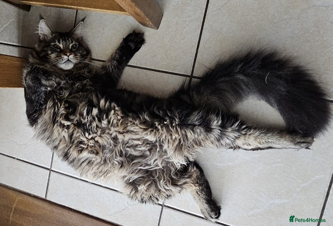 Maine Coon cats for sale: 2 stunning 3/4 Maine Coon boys - Image 19