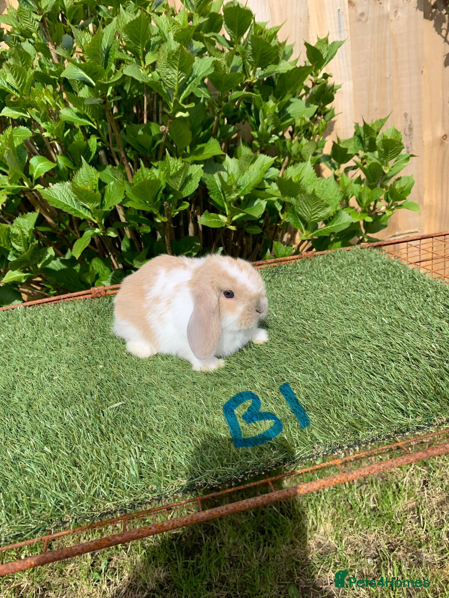 Mini Lop rabbits Pure bred mini lop baby Rabbits. - Advert 1