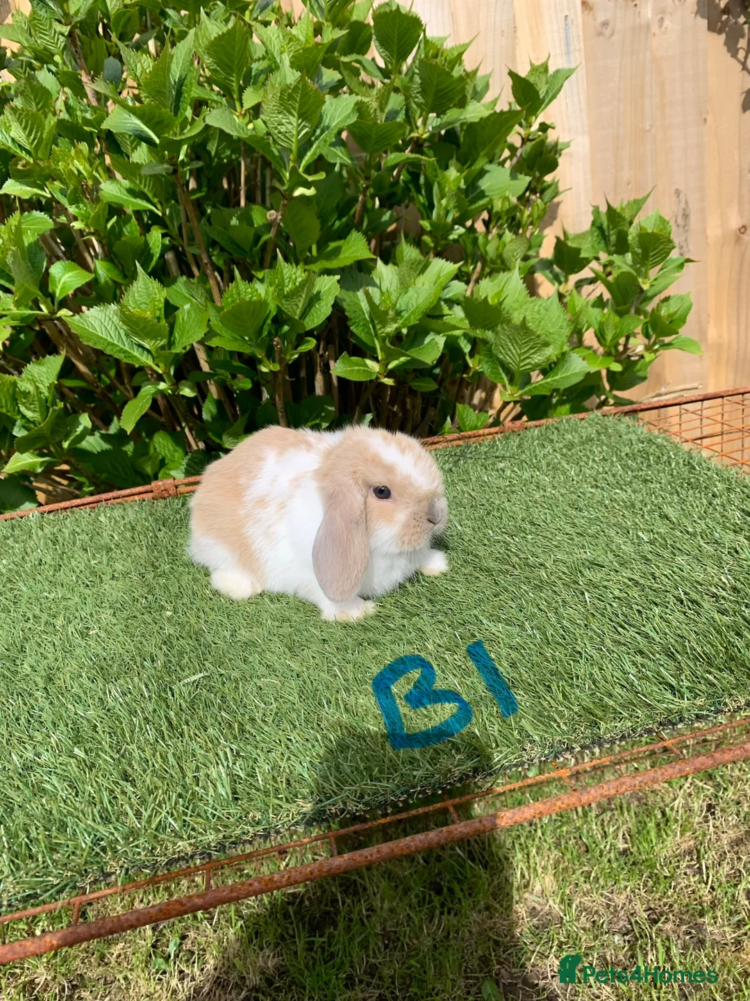 Mini Lop rabbits for sale: Pure bred mini lop baby Rabbits. - Advert 1