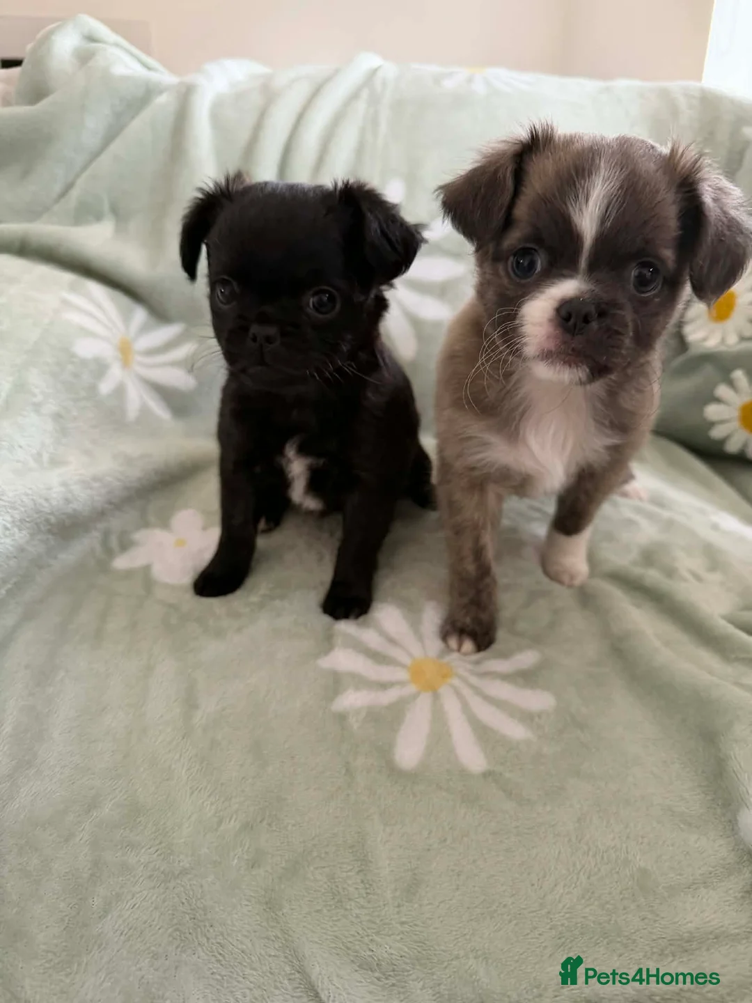 Chihuahua dogs for sale: Applehead chihuahua puppys  - Advert 1