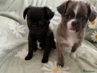 Chihuahua dogs Applehead chihuahua puppys - Advert 1