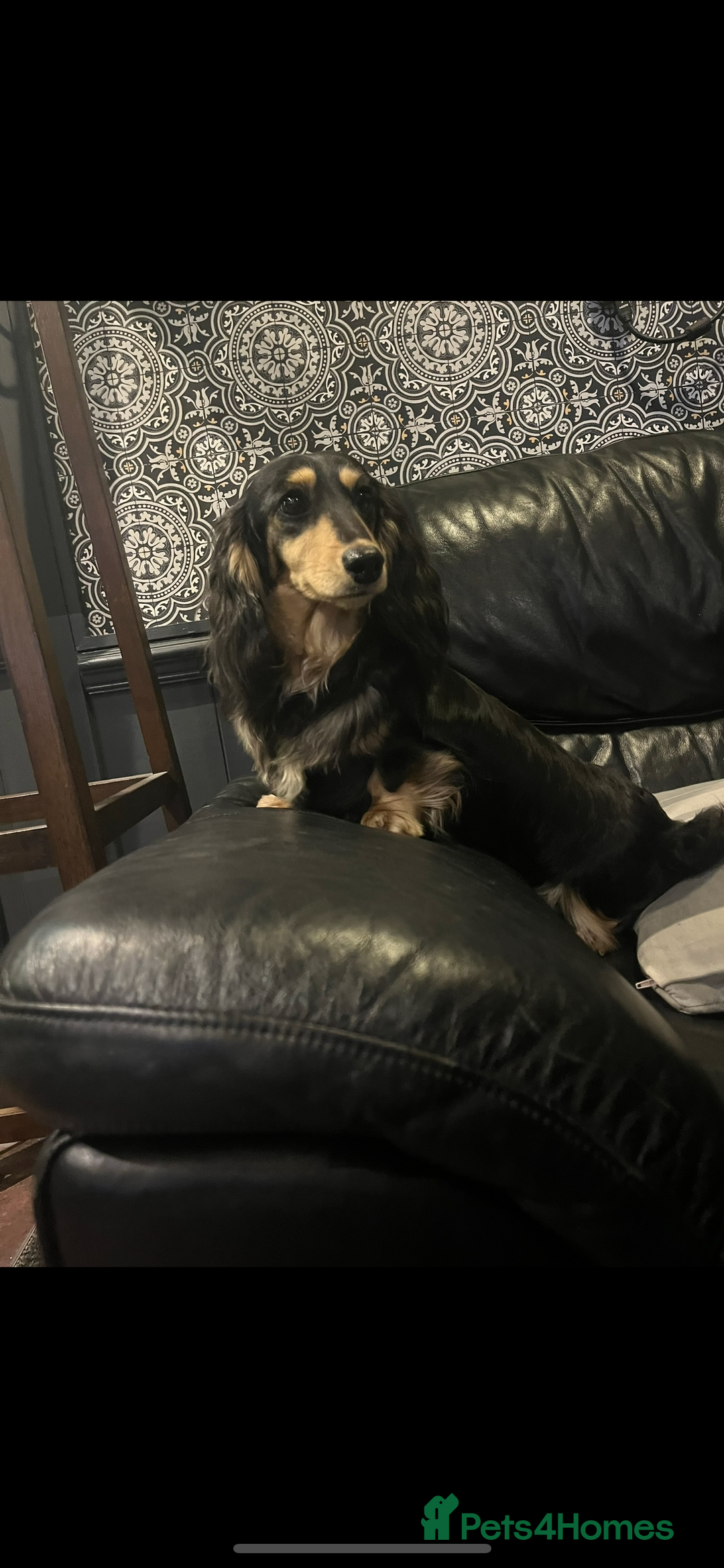 Miniature Dachshund dogs for sale: Highest quality champion line cream long haired  - Image 10