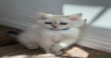 British Shorthair cats - Advert 4