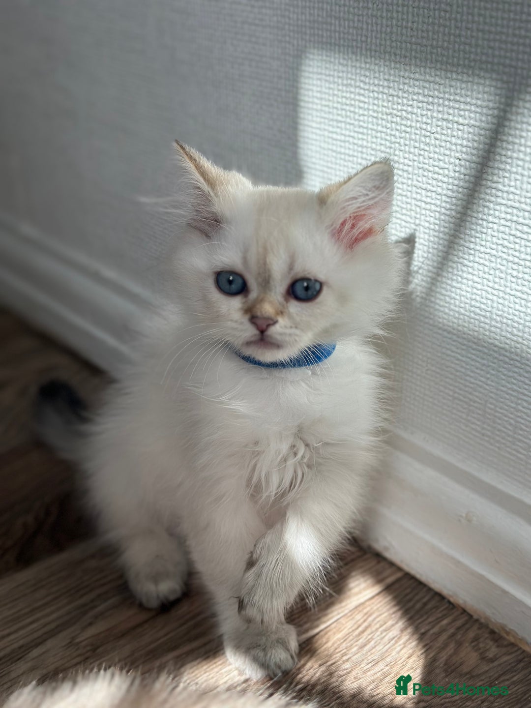 British Shorthair cats for sale: READY NOW BEAUTIFUL TICA BRITISH BSH/BLH KITTENS - Image 3