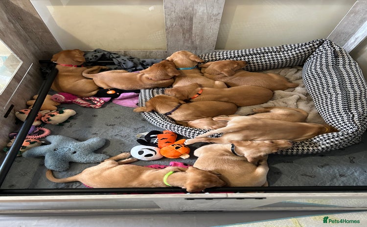 Labrador Retriever dogs - Advert 2