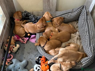 Labrador Retriever dogs - Advert 17