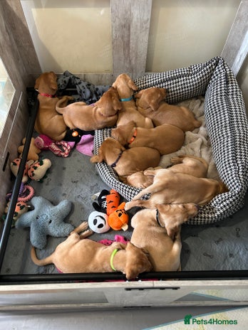 Labrador Retriever dogs - Advert 2