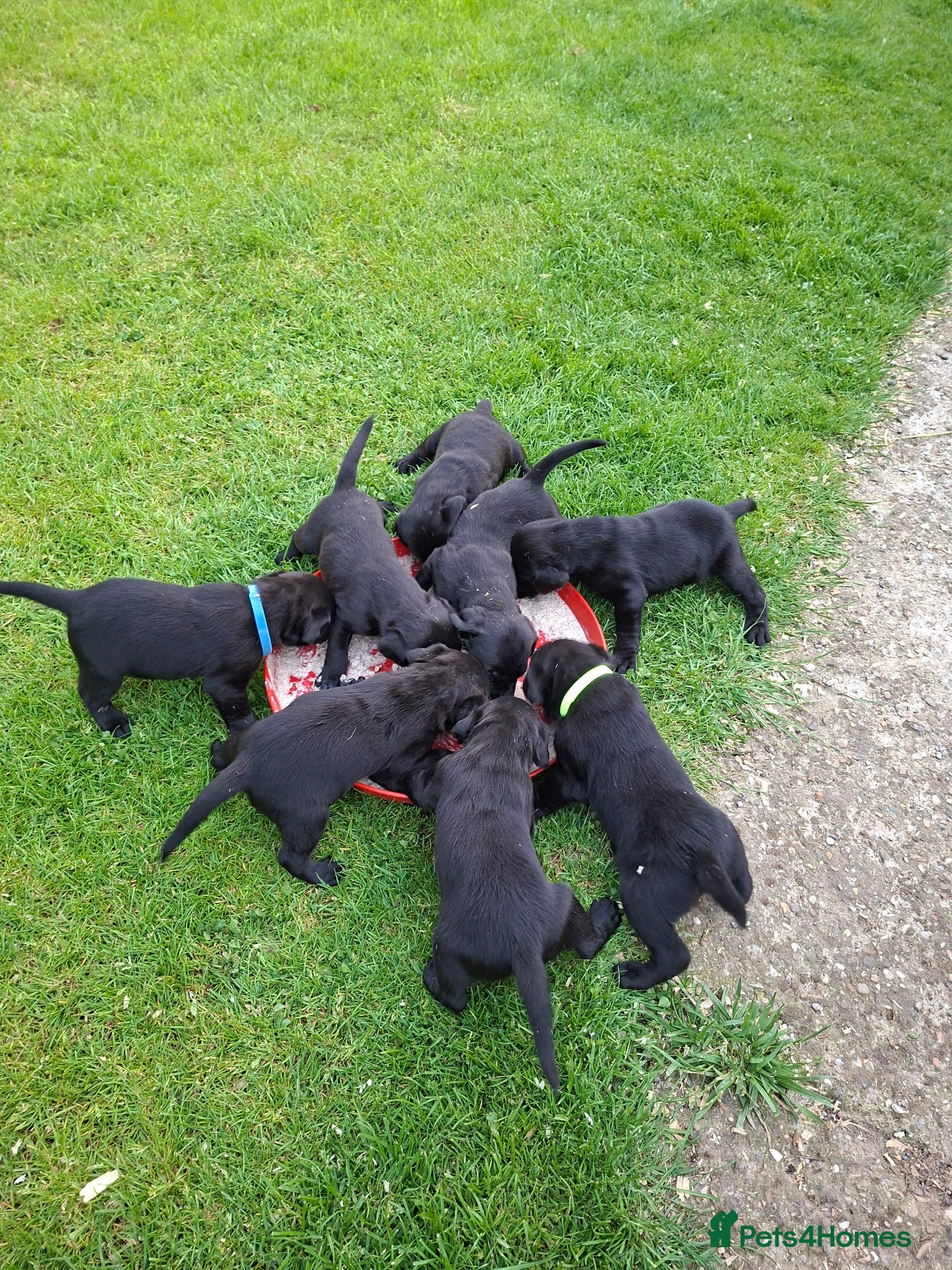 Labrador Retriever dogs KC Reg Labrador Puppies Excellent Working Lines - Advert 1