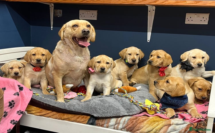 Labrador Retriever dogs - Advert 5