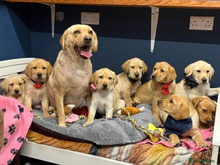 Labrador Retriever dogs - Advert 3