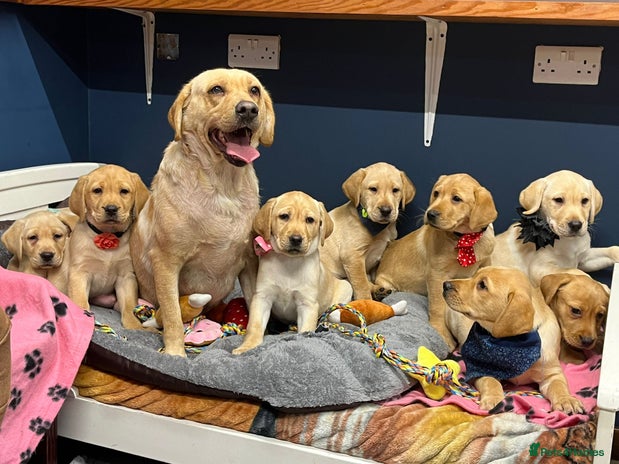 Labrador Retriever dogs - Advert 5