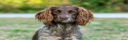 English Springer Spaniel dogs for stud: Fully Health Tested Heavily marked stud  - Advert 1