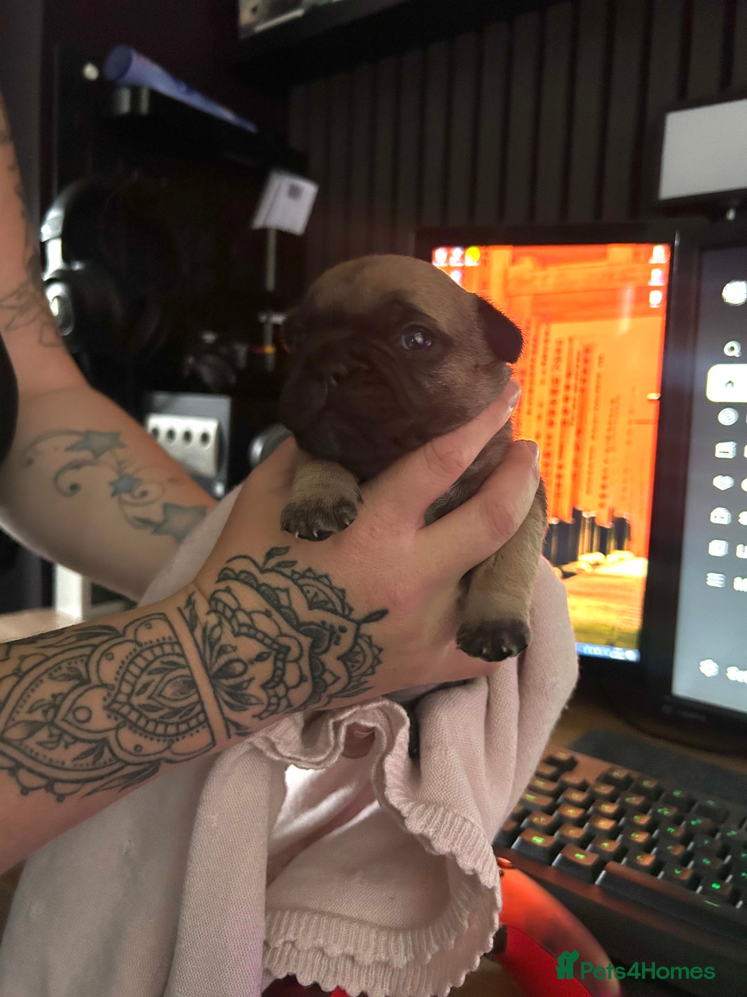 French Bulldog dogs for sale: French bulldog puppies  - Image 1