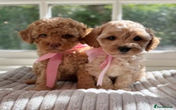 Cavapoo dogs for sale: F1b health tested cavapoo - Image 13