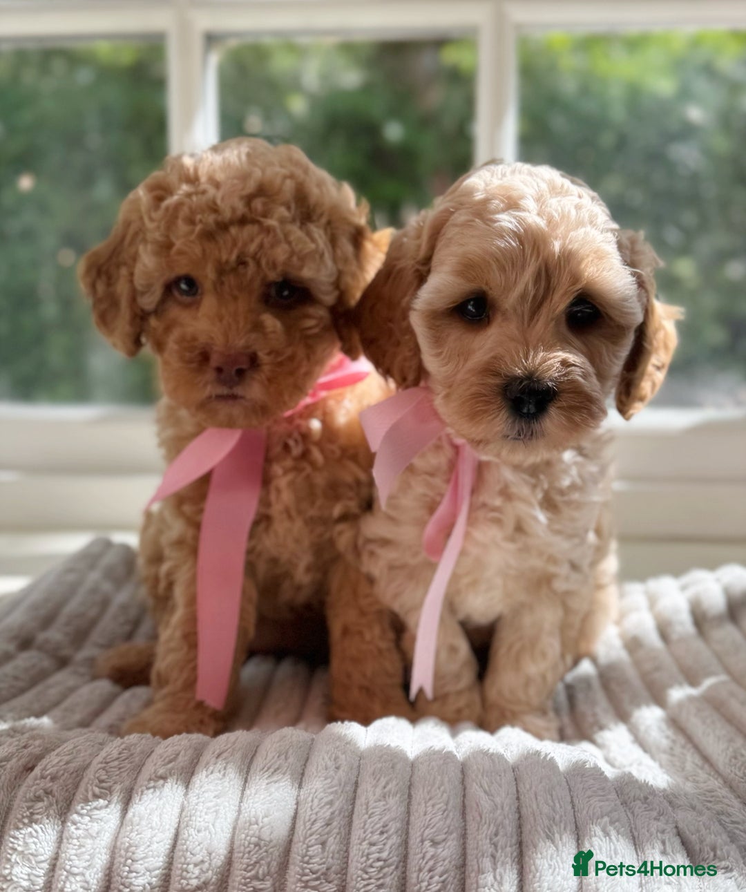 Cavapoo dogs for sale: F1b health tested cavapoo - Image 13