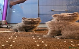 British Shorthair cats for sale: BSH BLUE AND BSH GOLD KITTENS Ready now! - Image 17