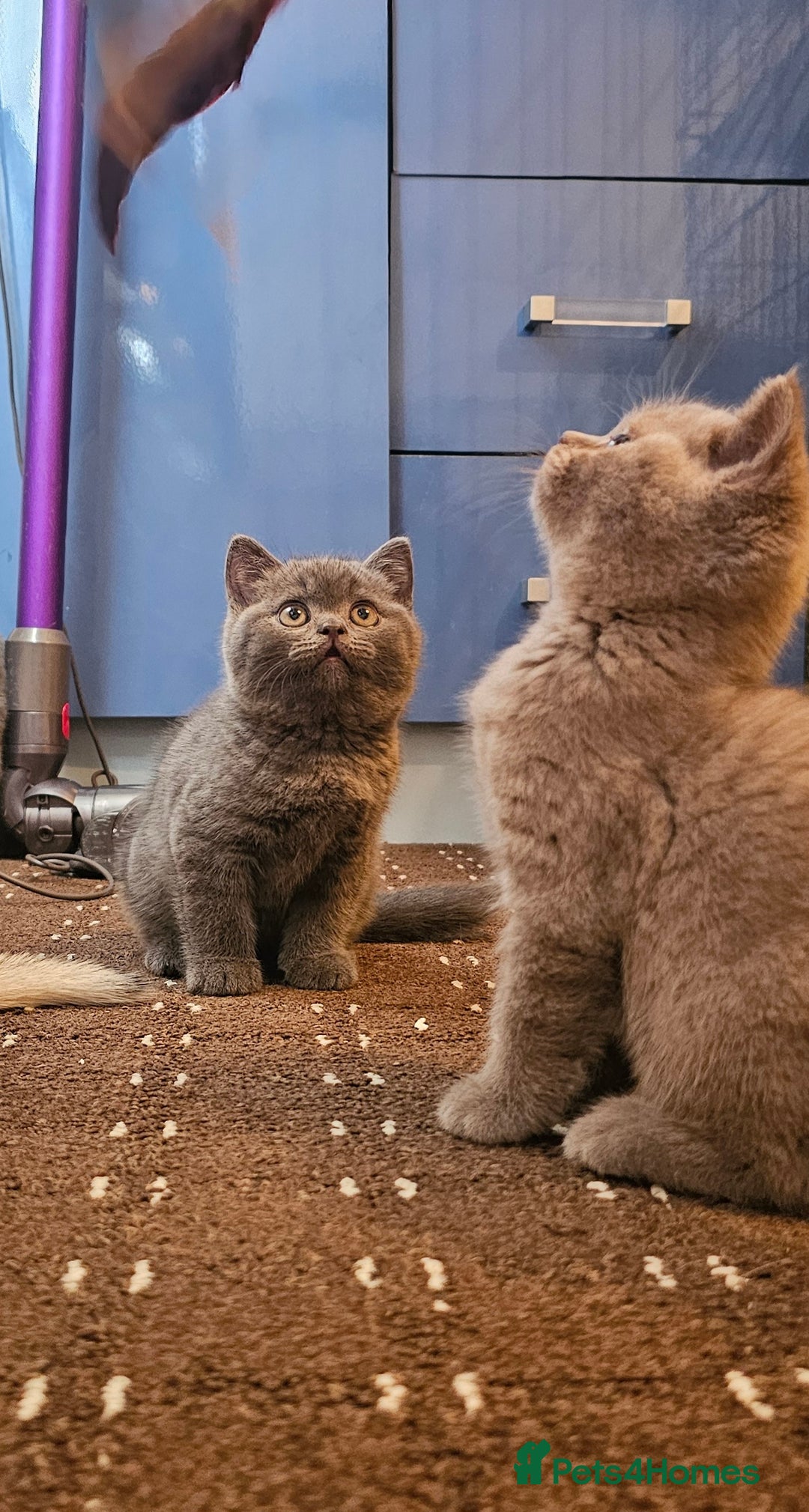 British Shorthair cats for sale: BSH BLUE AND BSH GOLD KITTENS Ready now! - Image 17
