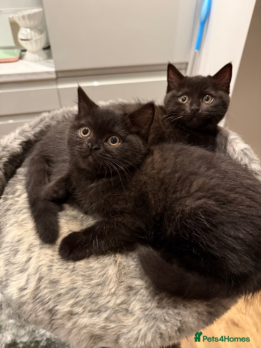 British Shorthair cats for sale: Fluffy Chocolate British Shorthair Kittens 🐾 - Image 35