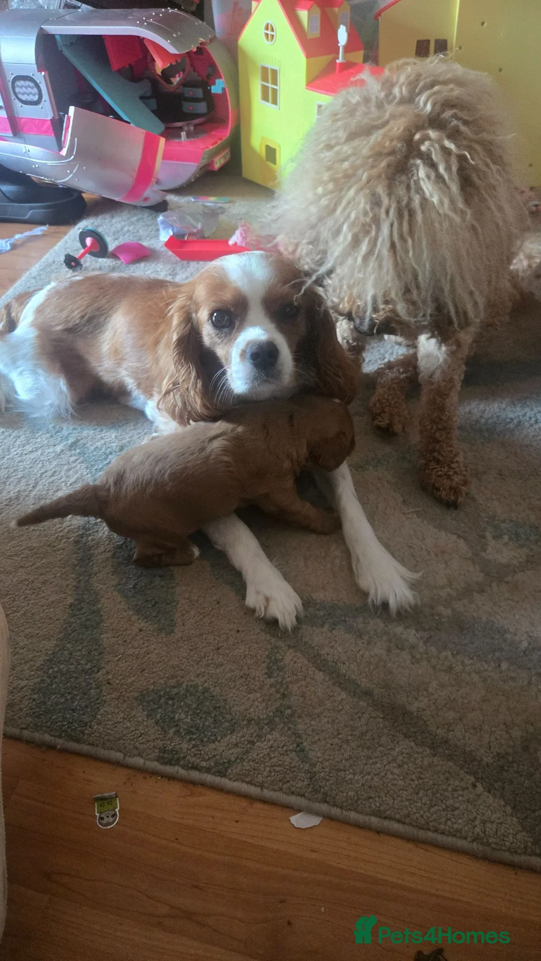 Cavapoo dogs for sale: F1 Cavapoo puppies  - Advert 2