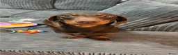 Dachshund dogs for sale: 10 month dachshund male M - Advert 2
