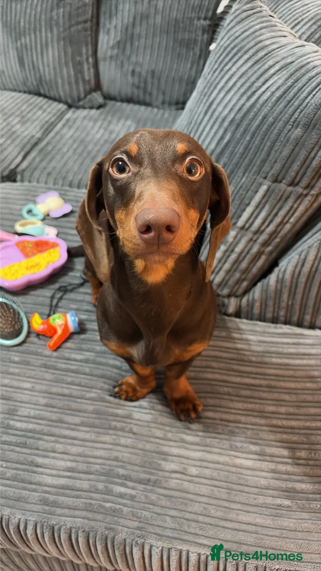 Dachshund dogs for sale: 10 month dachshund male M - Advert 2