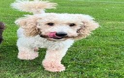 Cockapoo dogs for sale: Gorgeous F1 B cockapoos for sale - Image 3