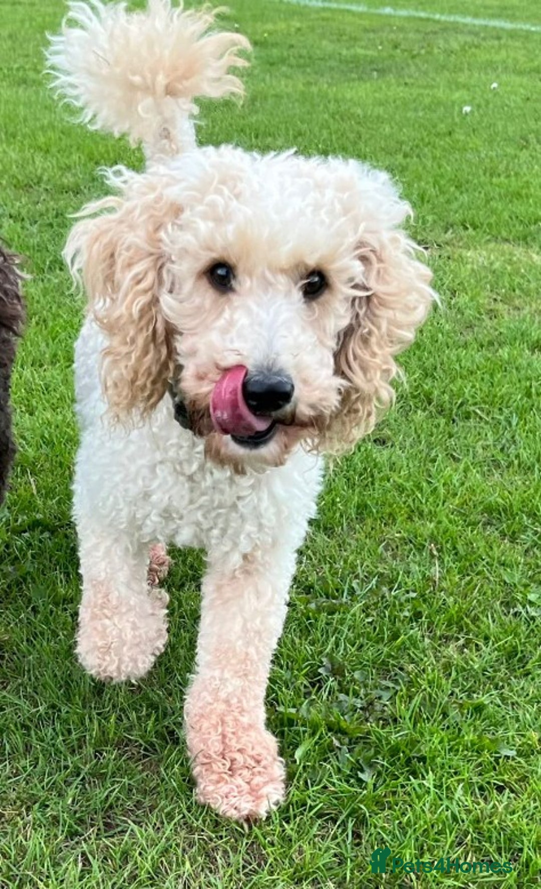 Cockapoo dogs for sale: Gorgeous F1 B cockapoos for sale - Image 3