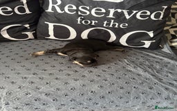 Mixed Breed dogs for sale: French Bulldog cross Manchester Terrier  - Image 7