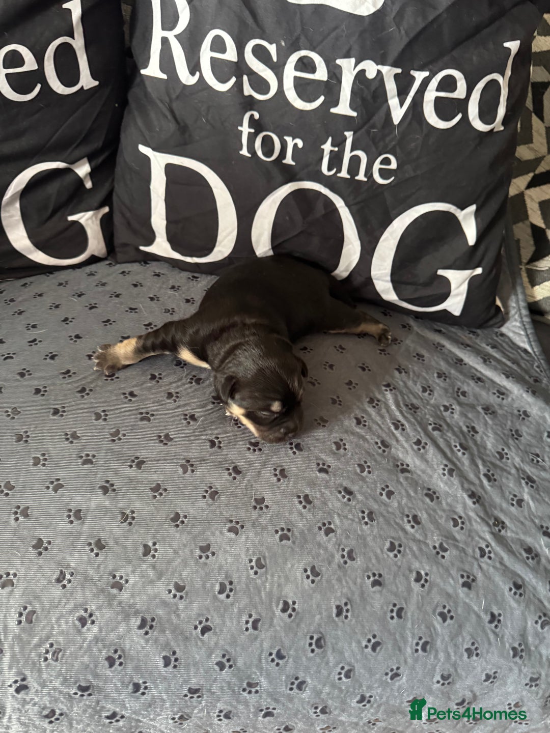 Mixed Breed dogs for sale: French Bulldog cross Manchester Terrier  - Image 7