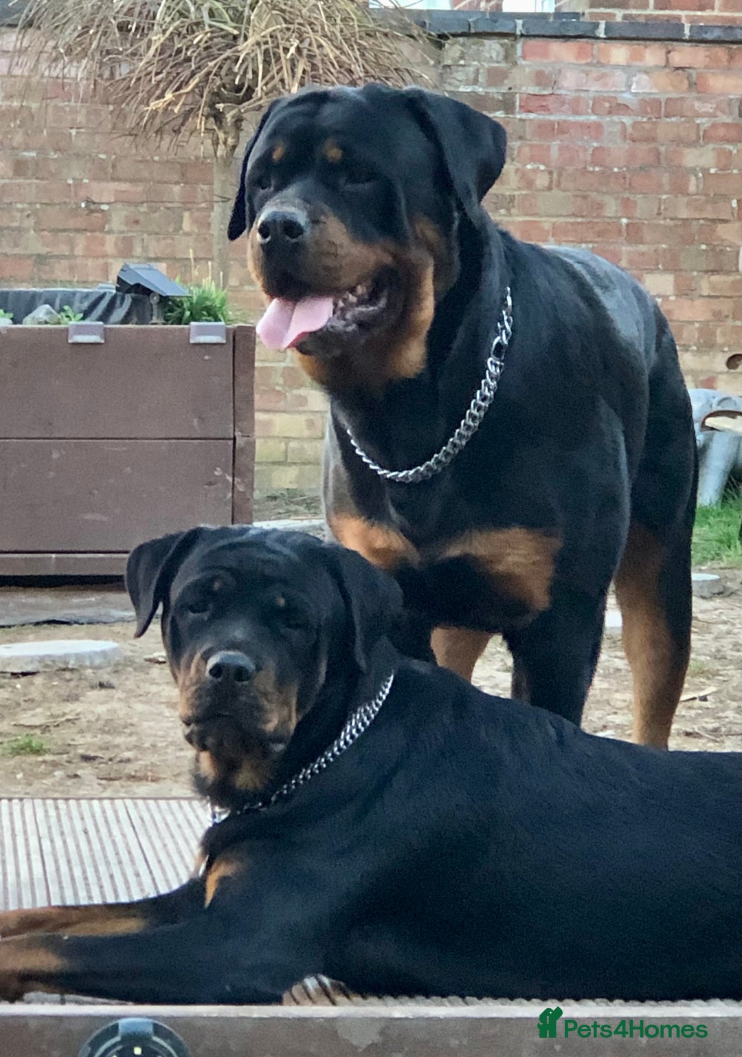 Rottweiler dogs for sale: Super chunky Rottweiller puppies  - Image 6
