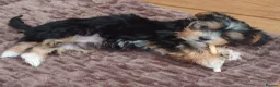 Yorkshire Terrier dogs for sale: Silver blue tan little girl left! - Advert 18