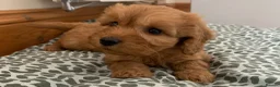 Cockapoo dogs for sale: Beautiful Cockapoo F1 puppies  - Advert 13