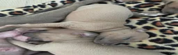 Italian Greyhound dogs for sale: KC Registered Italian Greyhound Puppies  in Carlisle - Advert 14