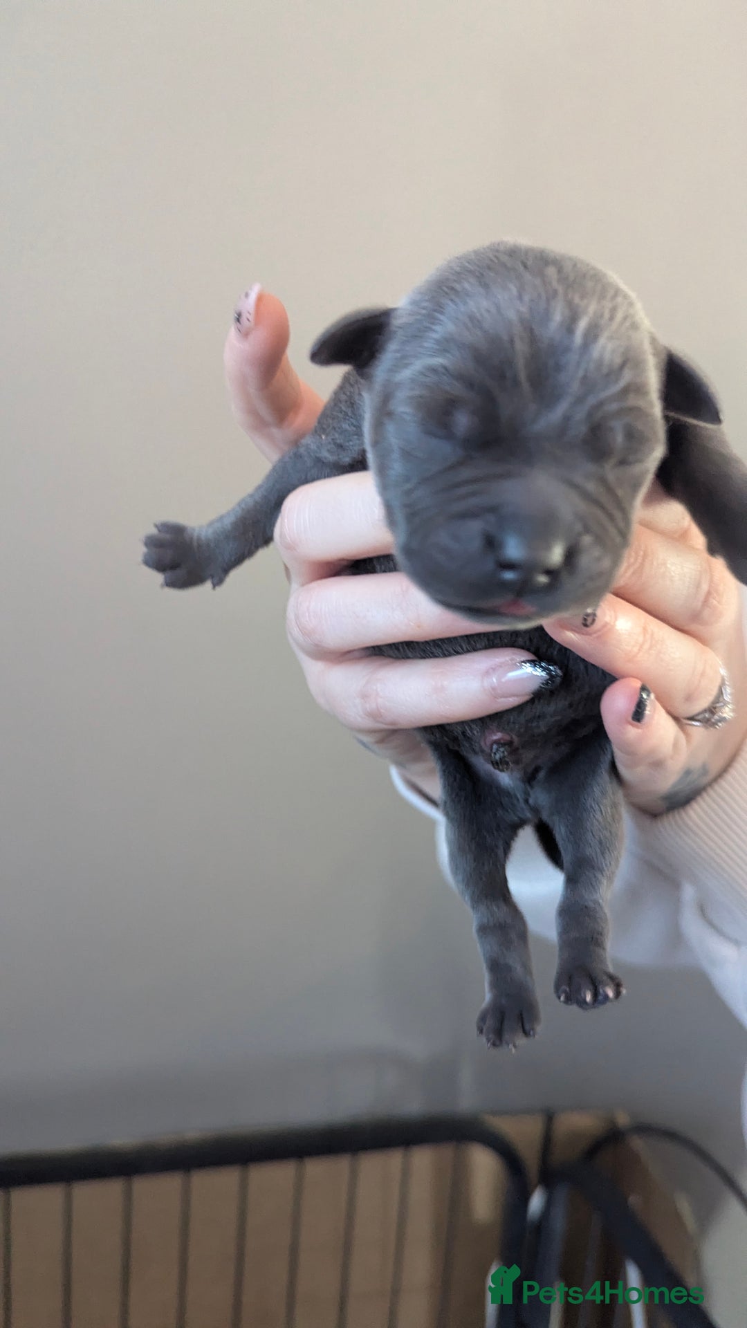 Staffordshire Bull Terrier dogs for sale: Beautiful KC reg Staffordshire bull terriers - Advert 31