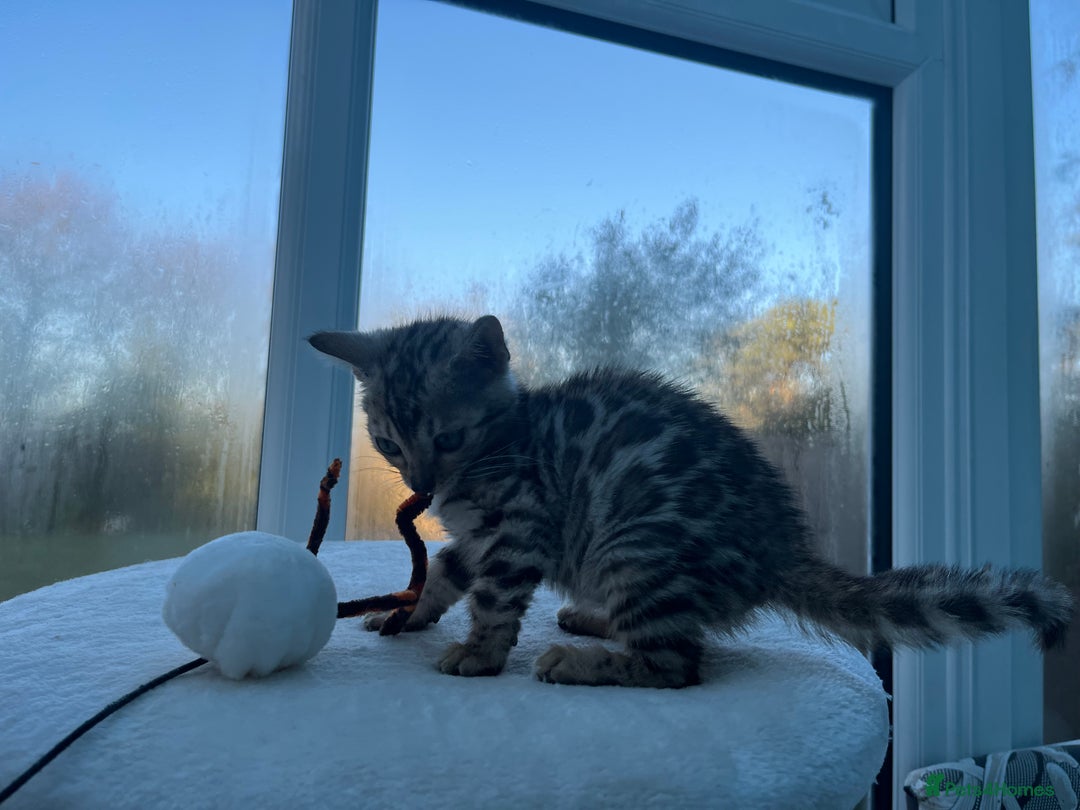Bengal cats for sale: CUTE SILVER FEMALE BENGAL KITTEN (TICA)  - Advert 2
