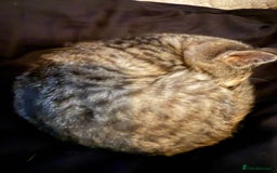 Mixed Breed cats for sale: Kittens for sale  - Advert 3