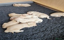 Golden Retriever dogs for sale: Pedigree Golden Retriver Puppies - Image 21