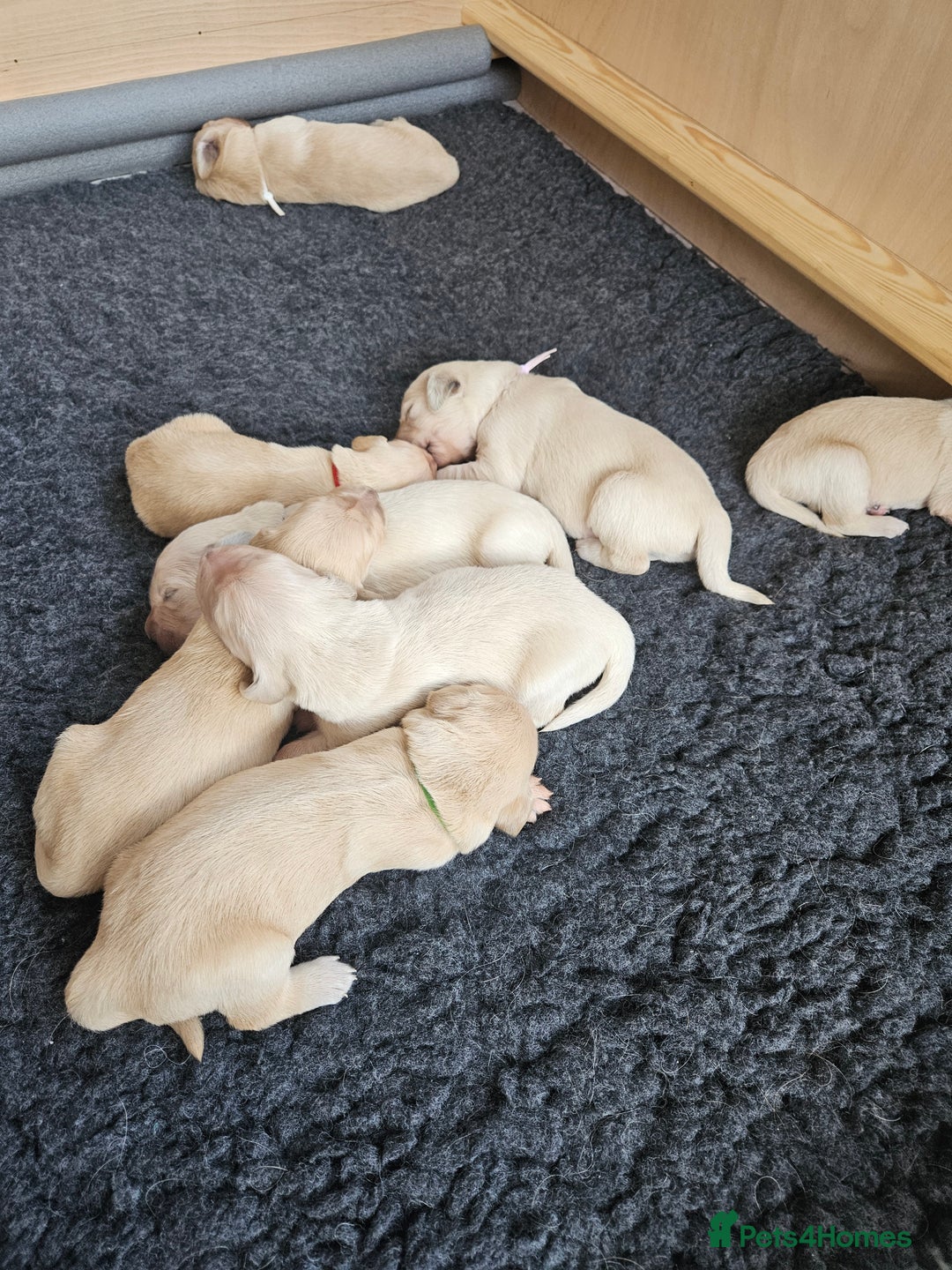 Golden Retriever dogs for sale: Pedigree Golden Retriver Puppies - Image 21