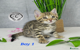 Bengal cats for sale: 3 brown bengal boys - Image 9
