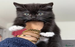 Scottish Fold cats for sale: Black Scottish straight  - Image 2