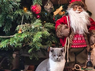 British Shorthair cats GCCF Registered British Shorthair - Advert 6