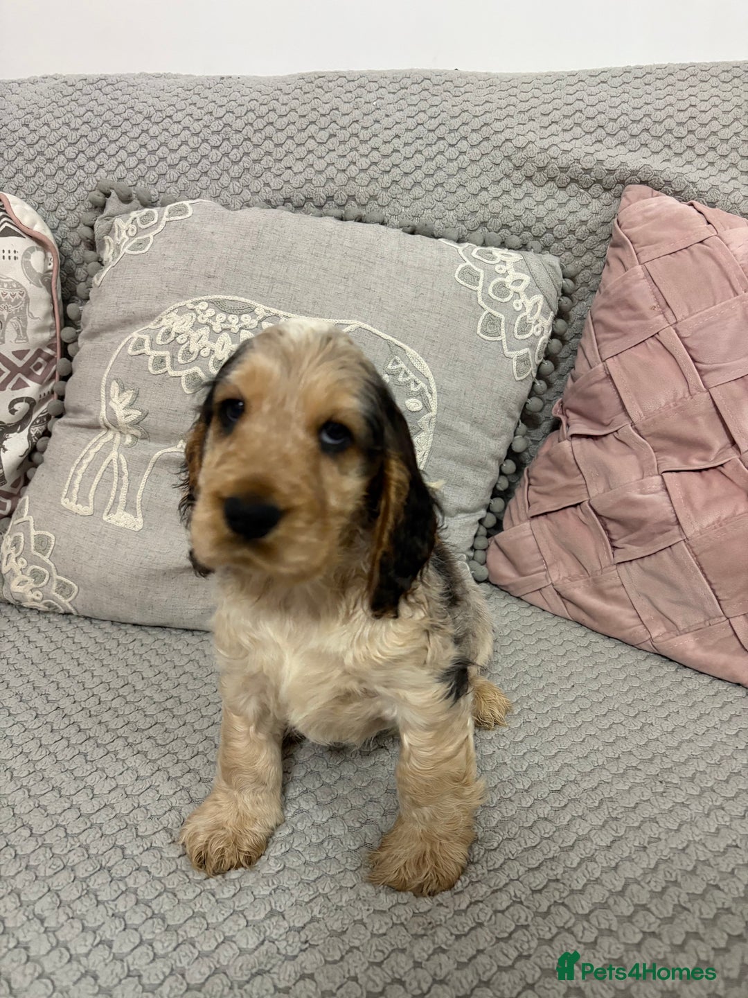 Cocker Spaniel dogs for sale: KC Reg Delightful Show Type Cocker Spaniels - Advert 23