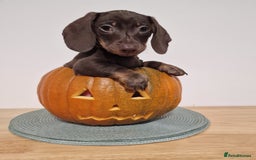Dachshund dogs for sale: Miniture dachshund puppies  - Image 2