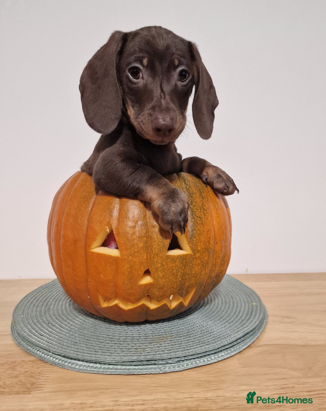 Dachshund dogs for sale: Miniture dachshund puppies  - Image 2