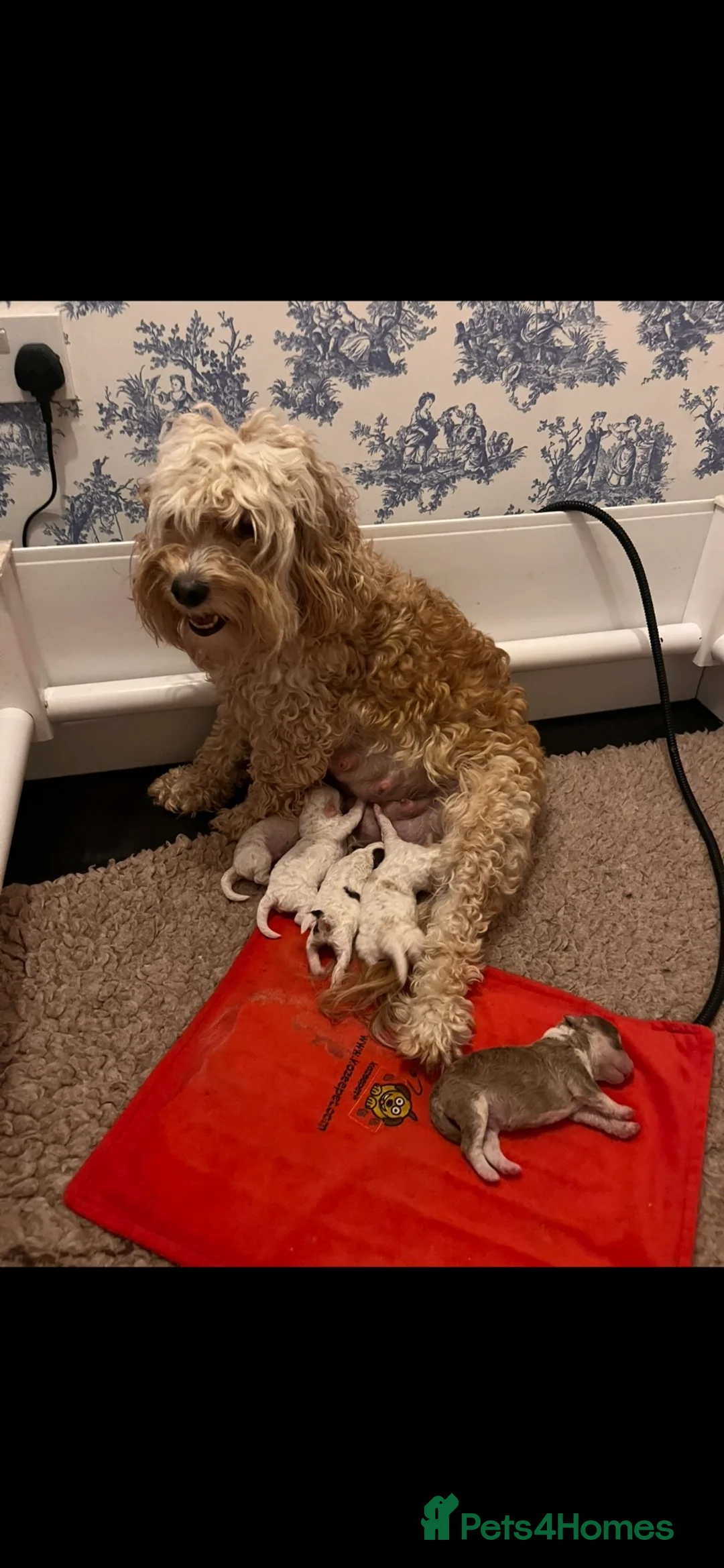 Cockapoo dogs for sale: Beautiful toy F1b Cockapoos  in Crewe - Advert 1