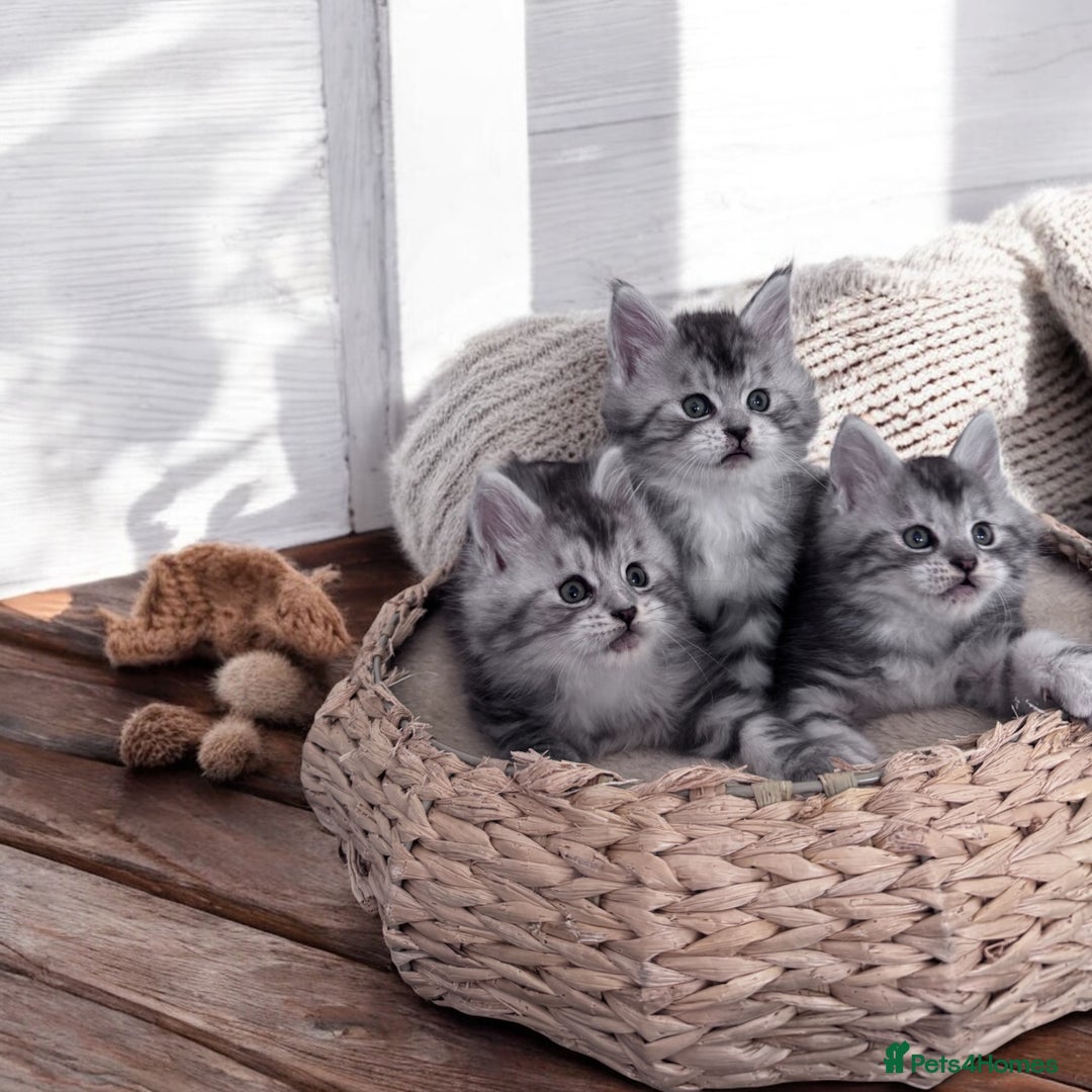 Maine Coon cats for sale: ✨🌟Beautiful The last little boy Maine Coon 😻🌟✨ - Image 22