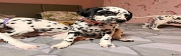 Dalmatian dogs for sale: 🐾 Beautiful Dalmatian Puppies 🐶  - Advert 21