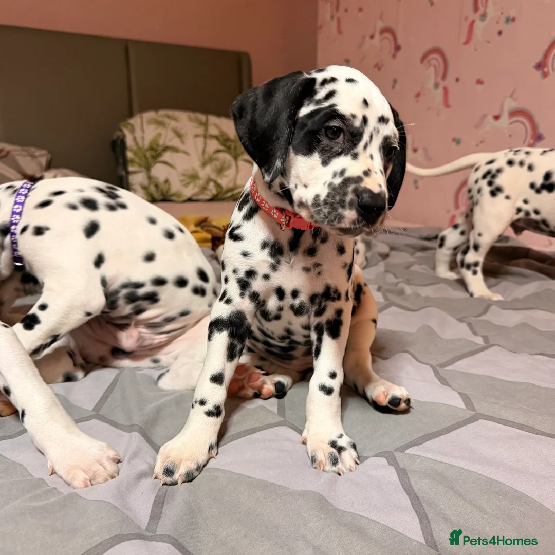 Dalmatian dogs for sale: 🐾Our Last Boy looking for forever home 🐶 💙 - Advert 20
