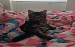 Maine Coon cats for sale: Maine coone x - Image 1